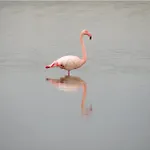 En Camargue Proche De La Climatise Apartment Aigues-Mortes