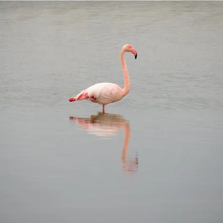 En Camargue Proche De La Climatise דירה איגוס-מורטס